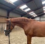 Allround brave 8 jarige KWPN-merrie (Grimaldi x Democraat), Dieren en Toebehoren, Paarden, Merrie, B, 170 tot 175 cm, 7 tot 10 jaar