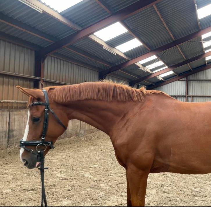 Allround brave 8 jarige KWPN-merrie (Grimaldi x Democraat), Dieren en Toebehoren, Paarden, Merrie, B, 170 tot 175 cm, 7 tot 10 jaar