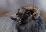 Dekram gezocht Drenths heideschaap, Dieren en Toebehoren, Schapen, Geiten en Varkens, Mannelijk, Schaap