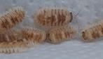 Armadillidium espanyoli 'Marbelized', Overige soorten