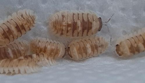 Armadillidium espanyoli 'Marbelized', Dieren en Toebehoren, Insecten en Spinnen, Overige soorten