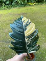 Philodendron Caramel marble Variegata geworteld, Ophalen of Verzenden, Overige soorten, Minder dan 100 cm