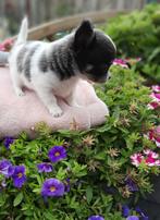 Chihuahua pups mini 🎉(mini, teacup.), Dieren en Toebehoren, Honden | Chihuahua's en Gezelschapshonden, 8 tot 15 weken, Rabiës (hondsdolheid)