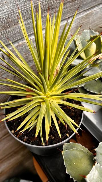 Agave Stricta Nana beschikbaar voor biedingen
