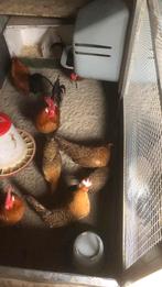 Groninger Meeuw kriel broedeieren, Dieren en Toebehoren, Geslacht onbekend, Kip