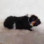 Super lieve jonge cavia zeugjes te koop, Dieren en Toebehoren, Knaagdieren, Oktober, Vrouwelijk, Cavia