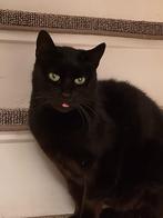 Masha, een echte black beauty, Dieren en Toebehoren, Katten en Kittens | Overige Katten, Poes, Kortharig, 3 tot 5 jaar