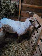 nolana land schapen, Dieren en Toebehoren, Schapen, Geiten en Varkens, Vrouwelijk, Schaap