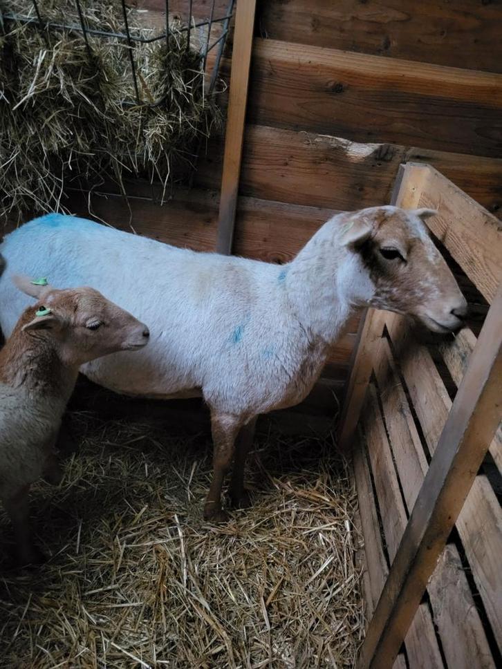 nolana land schapen, Dieren en Toebehoren, Schapen, Geiten en Varkens, Schaap, Vrouwelijk