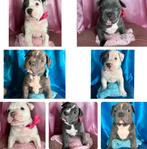Amerikaanse bulldog pup met stamboom, Dieren en Toebehoren, Honden | Bulldogs, Pinschers en Molossers, Particulier, Meerdere, Bulldog