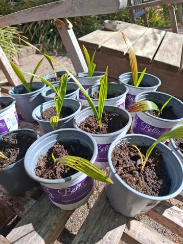 Palm stekjes ong 10 cm twee voor 5 euro beschikbaar voor biedingen