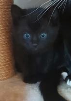 Kittens, Dieren en Toebehoren, Ophalen