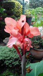Canna Cannova Mango zaden te koop (oogst 2024) per 7 stuks, Tuin en Terras, Bloembollen en Zaden, Ophalen of Verzenden, Gehele jaar