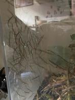 Gratis wandelende takken., Overige soorten, 0 tot 2 jaar