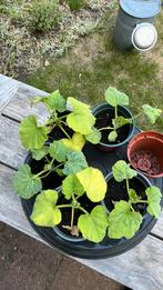 Courgette planten 4-5 stuks gratis af te halen, Tuin en Terras, Ophalen, Zomer, Groenteplanten, Volle zon
