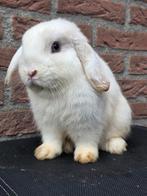 Mooie kleine siam bont NHD ram, Dieren en Toebehoren, Konijnen, Mannelijk, Klein, Hangoor, 0 tot 2 jaar