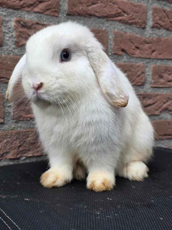 Mooie kleine siam bont NHD ram, Dieren en Toebehoren, Konijnen, Klein, Mannelijk, 0 tot 2 jaar, Hangoor