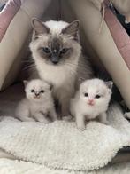 Ragdoll kittens met stamboom, Dieren en Toebehoren, Katten en Kittens | Raskatten | Langhaar, Meerdere dieren, Met stamboom