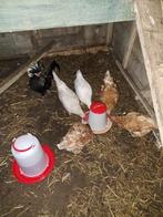 Haan, Boeken, Dieren en Huisdieren, Ophalen of Verzenden, Zo goed als nieuw, Paarden of Pony's