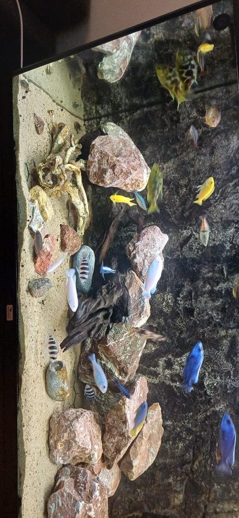 aquarium aquatlantis 240 liter met vis, Dieren en Toebehoren, Vissen | Aquaria en Toebehoren, Zo goed als nieuw, Leeg aquarium