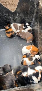 Lieve cavia,s te koop geboren op 22-9-2025, September, Geslacht onbekend, Cavia