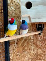 2 koppels Gouldamadines ( blauw en witborst), Dieren en Toebehoren, Vogels | Overige Vogels, Meerdere dieren