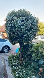 Olijfwilg, Tuin en Terras, Planten | Bomen, Ophalen, Halfschaduw, Overige soorten