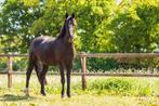 Prachtige 5 jarige veelzijdige merrie, Dieren en Toebehoren, Paarden, Merrie, Gechipt, Niet van toepassing, Dressuurpaard
