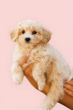 Super schattige maltipoo laatste reutje  25-08, Dieren en Toebehoren, Poedel, Reu, CDV (hondenziekte), 8 tot 15 weken
