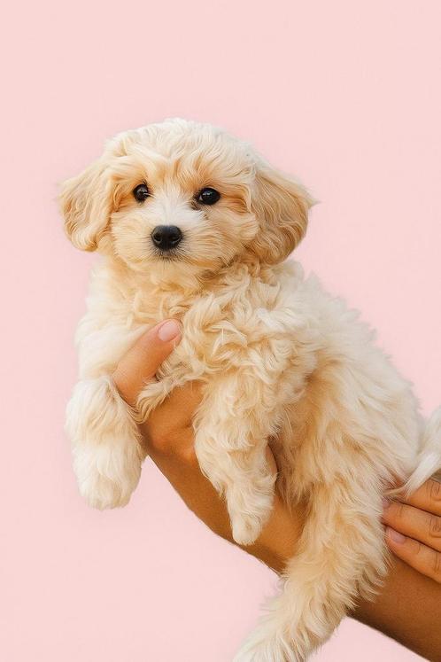 Super schattige maltipoo laatste reutje  25-08, Dieren en Toebehoren, Honden | Chihuahua's en Gezelschapshonden, Reu, Poedel, Particulier