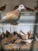 Senegal duifjes, Meerdere dieren, Overige soorten
