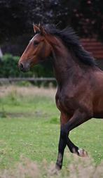 3 jarige onbeleerde merrie, Dieren en Toebehoren, Paarden, Merrie, Gechipt, 3 tot 6 jaar, 160 tot 165 cm