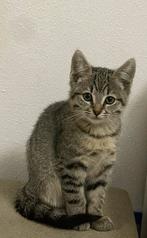 Kittens (het grijze vrouwtje is nog beschikbaar), Dieren en Toebehoren, Katten en Kittens | Raskatten | Korthaar, Meerdere dieren