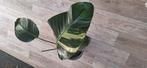 Strelitzia variegata, Huis en Inrichting, Kamerplanten, Ophalen of Verzenden, Halfschaduw, Minder dan 100 cm