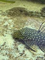 Ancistrus man 6cm, Dieren en Toebehoren, Vissen | Aquariumvissen, Vis, Zoetwatervis