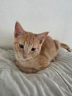 Laatste 1 Blauwe Rus kruising kittens – volledig ingeënt, Dieren en Toebehoren, Katten en Kittens | Overige Katten, Meerdere dieren