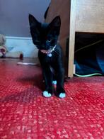 Kittens te koop, Meerdere dieren, Kortharig, 0 tot 2 jaar