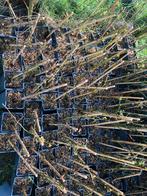 Doornloze braam ‘chester’ in pot 40/50 cm, Tuin en Terras, Planten | Tuinplanten, Ophalen