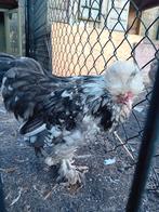 USA Zijdehoen, Dieren en Toebehoren, Pluimvee, Geslacht onbekend, Kip