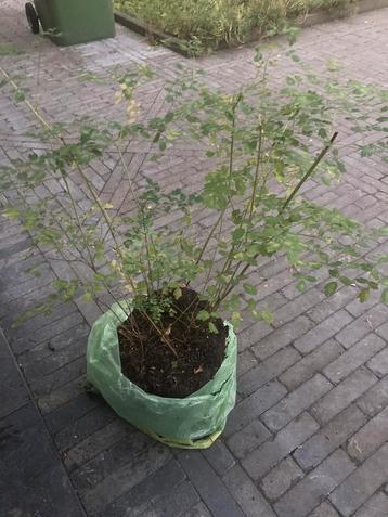Kleine ruit/ Thalicrum minus voor maar 2,50 beschikbaar voor biedingen
