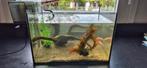 Aquarium met 2 sluierstaarten te koop, Dieren en Toebehoren, Ophalen, Gebruikt, Gevuld zoetwateraquarium
