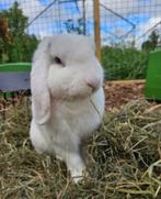 Berto zoekt een huisje! (gecastreerd en gevaccineerd), Dieren en Toebehoren, Konijnen, Mannelijk, Klein, Hangoor, 3 tot 5 jaar