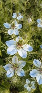 Nigella sativa - Zwarte komijn zaden, Ophalen of Verzenden, Voorjaar, Volle zon, Zaad