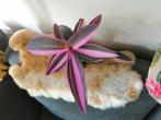 Tradescantia pink stripe, Huis en Inrichting, Kamerplanten, Ophalen of Verzenden, Overige soorten, Minder dan 100 cm