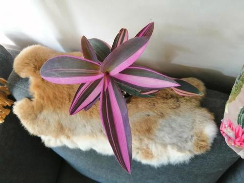 Tradescantia pink stripe, Huis en Inrichting, Kamerplanten, Overige soorten, Minder dan 100 cm, Ophalen of Verzenden