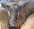 Schaap schapen lammeren maasduinen ruischaap ideaal paard, Dieren en Toebehoren, Schapen, Geiten en Varkens, Meerdere dieren, Schaap