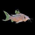 Corydora Nannus - Pantsermeerval - Koidream Valburg, Vis, Zoetwatervis, Schoolvis