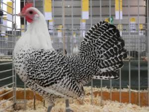 Friese hoen kriel gezocht beschikbaar voor biedingen