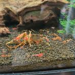 Tiger garnalen groep van 50 stuks, Kreeft, Krab of Garnaal, Zoetwatervis, Schoolvis