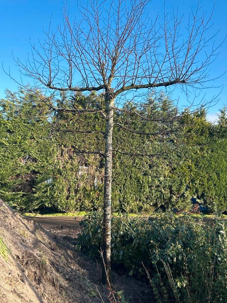 Leilinde Groot, Tuin en Terras, Planten | Bomen, Leiboom, 250 tot 400 cm, Volle zon, Bloeit niet, Ophalen of Verzenden
